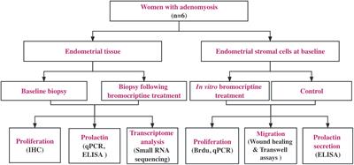 Bromocriptine inhibits proliferation in the endometrium from women with adenomyosis